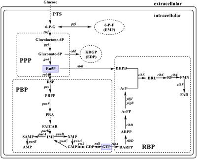 Enhancing the biosynthesis of riboflavin in the recombinant Escherichia coli BL21 strain by metabolic engineering